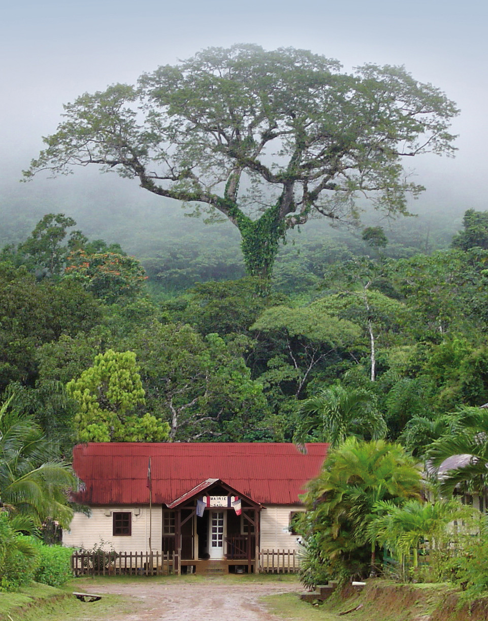 © HGriffit - Fromager Arbre de l'année 2015