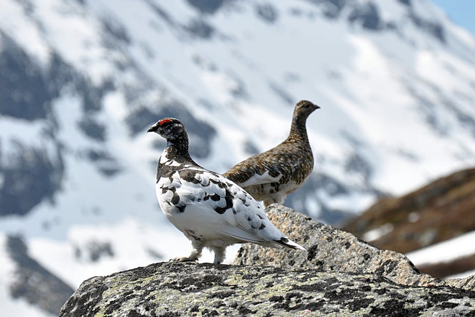 Couple de lagopèdes alpins : le mâle (à gauche) porte encore une grande partie de son plumage hivernal. Jan Frode Haugseth/Wikipedia, CC BY-SA