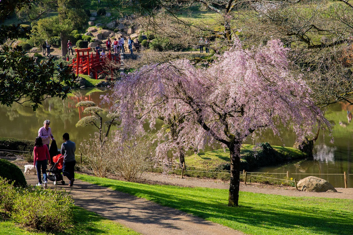 Fêtte des cerisiers Hanami - Parc Oriental de Maulevrier en Anjou - DR