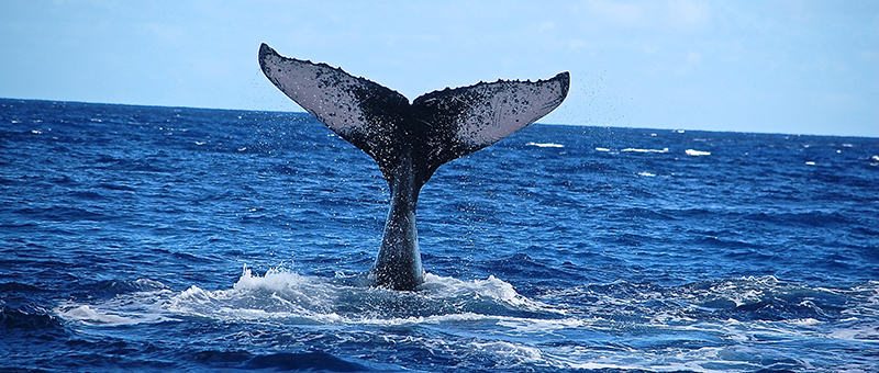 © milletours / Safari baleines pendant l’hiver austral