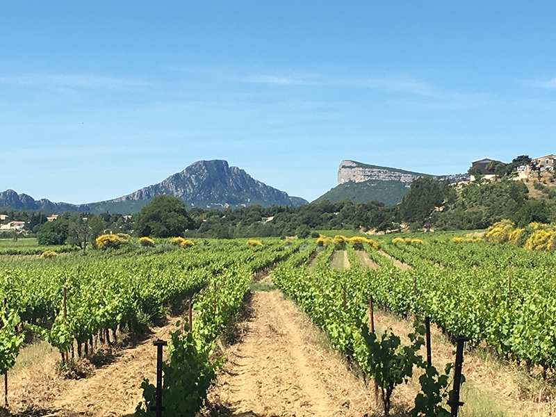 © MontpellierWineTours - Pic-saint-loup