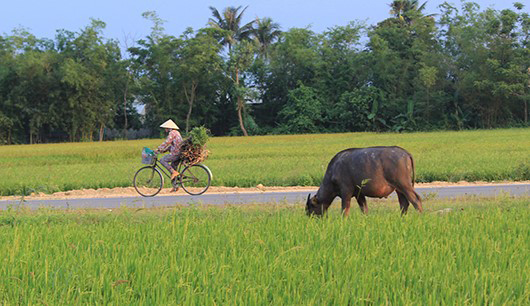Les charmes du Vietnam