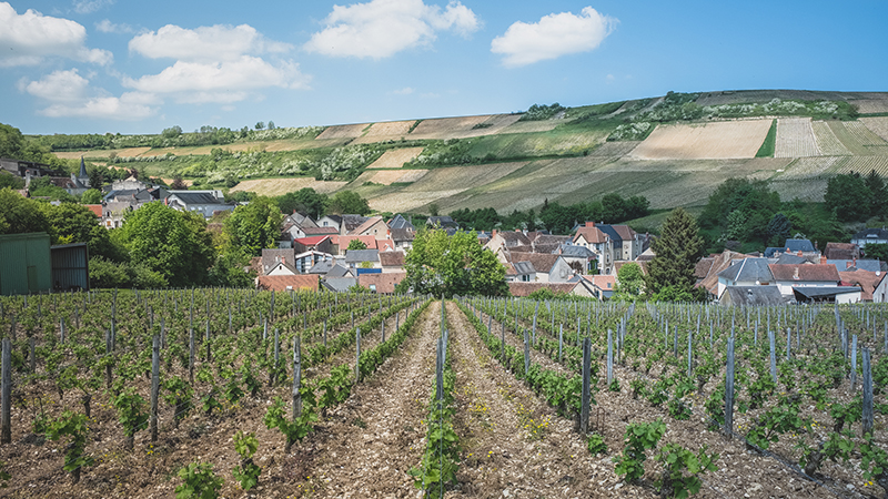 @ Teddy Verneuil - Vignes & coteaux à Chavignol