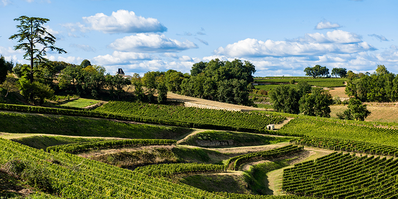 © Millesime Prive - St Emilion vignoble