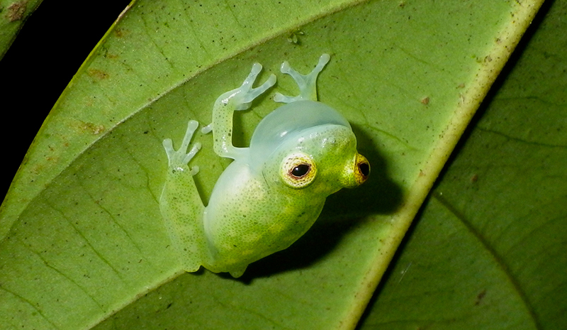 © BVillette Hyalinobatrachium-cappellei chantant sous une feuille RNR -Trésor