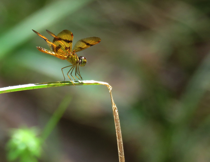 © Quentin Uriot Perithemis thais