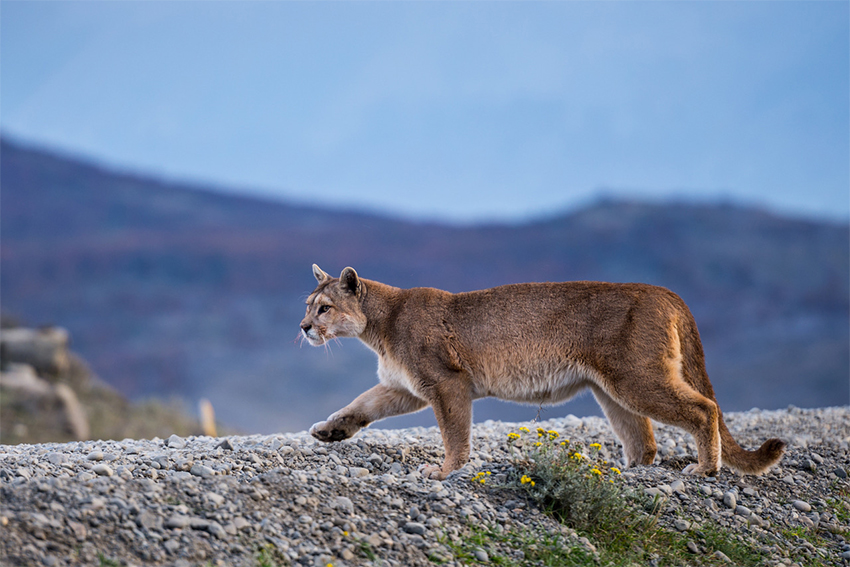 Collection Terra Natura pour un voyage d’immersion avec la nature Collection Terra Natura pour un voyage d’immersion avec la nature