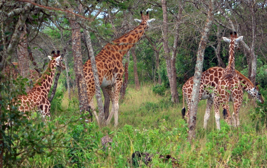 Pour admirer la diversité de la faune et de la flore du parc, il est préférable de démarrer à l'aube ou au crépuscule... /crédit CM Pour admirer la diversité de la faune et de la flore du parc, il est préférable de démarrer à l'aube ou au crépuscule... /crédit CM