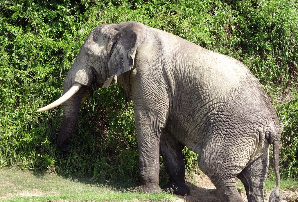 Les vieux mâles solitaires laissent leur progéniture sous à garde attentive des mamans éléphant /crédit CM