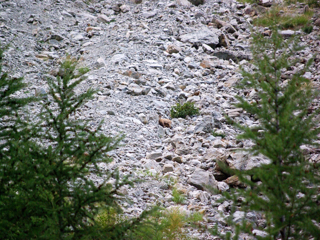 Dans le Parc des Ecrins, versants et vallons accueillent des populations de chamois et de bouquetins assez faciles à observer… à condition d’être discret - DR : J.-F.R. Dans le Parc des Ecrins, versants et vallons accueillent des populations de chamois et de bouquetins assez faciles à observer… à condition d’être discret - DR : J.-F.R.