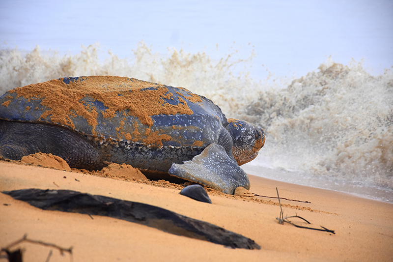 Tortue Luth © Anaele Sacchettini