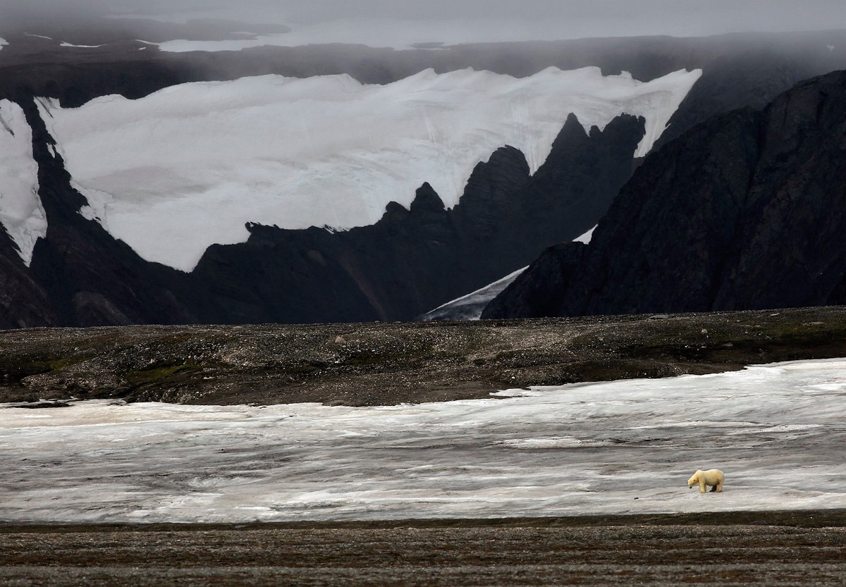 Rencontre avec le seigneur de l'Arctique, le 14 août 2021 à bord du Polarfront au Svalbard - DR : Vincent Lecomte, Grands Espaces