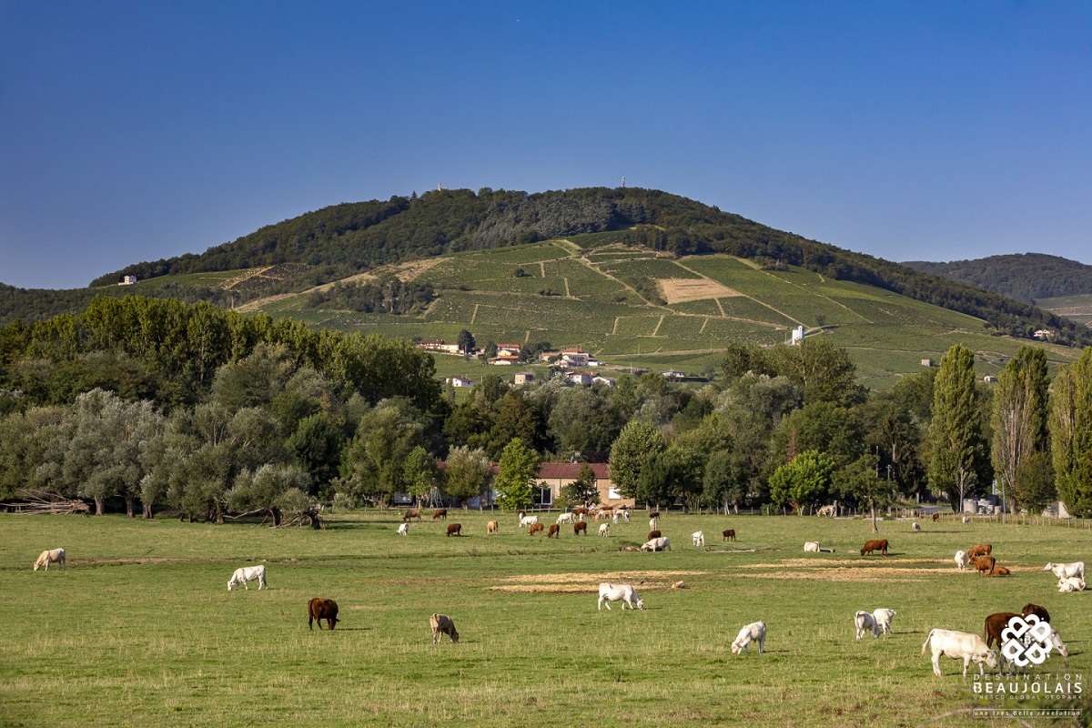 Le Beaujolais ne se résume pas au vignoble et à son fameux cépage gamay, ni à ses seuls villages - DR : Etienne Ramousse, Destination Beaujolais