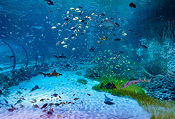 © Aquarium National d’Abu Dhabi