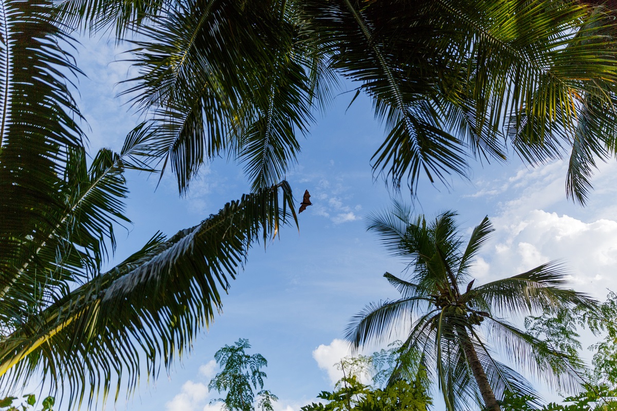 Le SETO (Syndicat des Entreprises du Tour Operating) a émis de nouvelles recommandations à l'attention de ses membres pour les voyages à l'Ile Maurice Depositphotos.com Auteur AlexGukBO