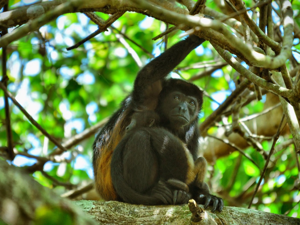 "Je souhaite qu’à leur départ, nos clients aient une idée de ce qui se passe au Costa Rica, d’un point de vue politique, écologique, social et économique", affirme Vincent Deleplanque, co-fondateur de l’agence réceptive Arawak Experience. . - DR Mathieu Latour "Je souhaite qu’à leur départ, nos clients aient une idée de ce qui se passe au Costa Rica, d’un point de vue politique, écologique, social et économique", affirme Vincent Deleplanque, co-fondateur de l’agence réceptive Arawak Experience. . - DR Mathieu Latour