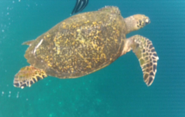 Dans les eaux translucides de l'Océan Indien bordant les îles de Gili, il n'est pas rare de voir des tortues de mer. - Photo CP