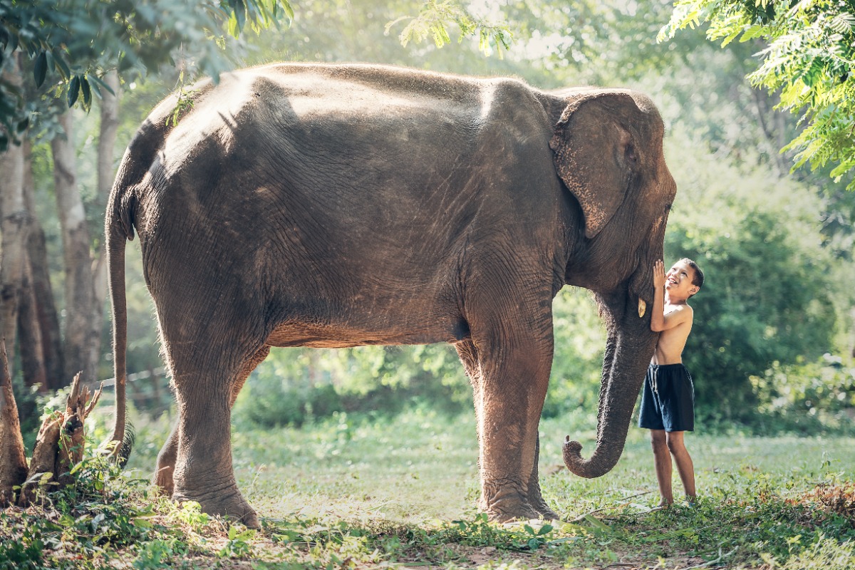 © Sasin Tipchai - Pixabay