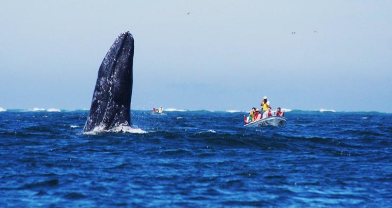 Les clients pourront observer les baleines grises - DR : Altiplano