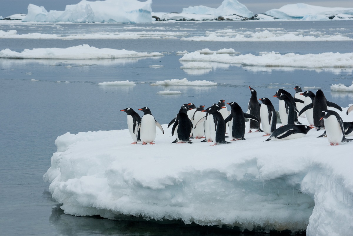 Une étude récente « La British Antarctique Survey » indique que, compte tenu du fait que le continent reçoive des bateaux en provenance de 1500 ports, il reçoit par la même occasion des espèces venues du monde entier qui s’accrochent aux navires et menacent l'écosystème marin vierge du continent ! -  Depositphotos.com, Auteur Tarpan