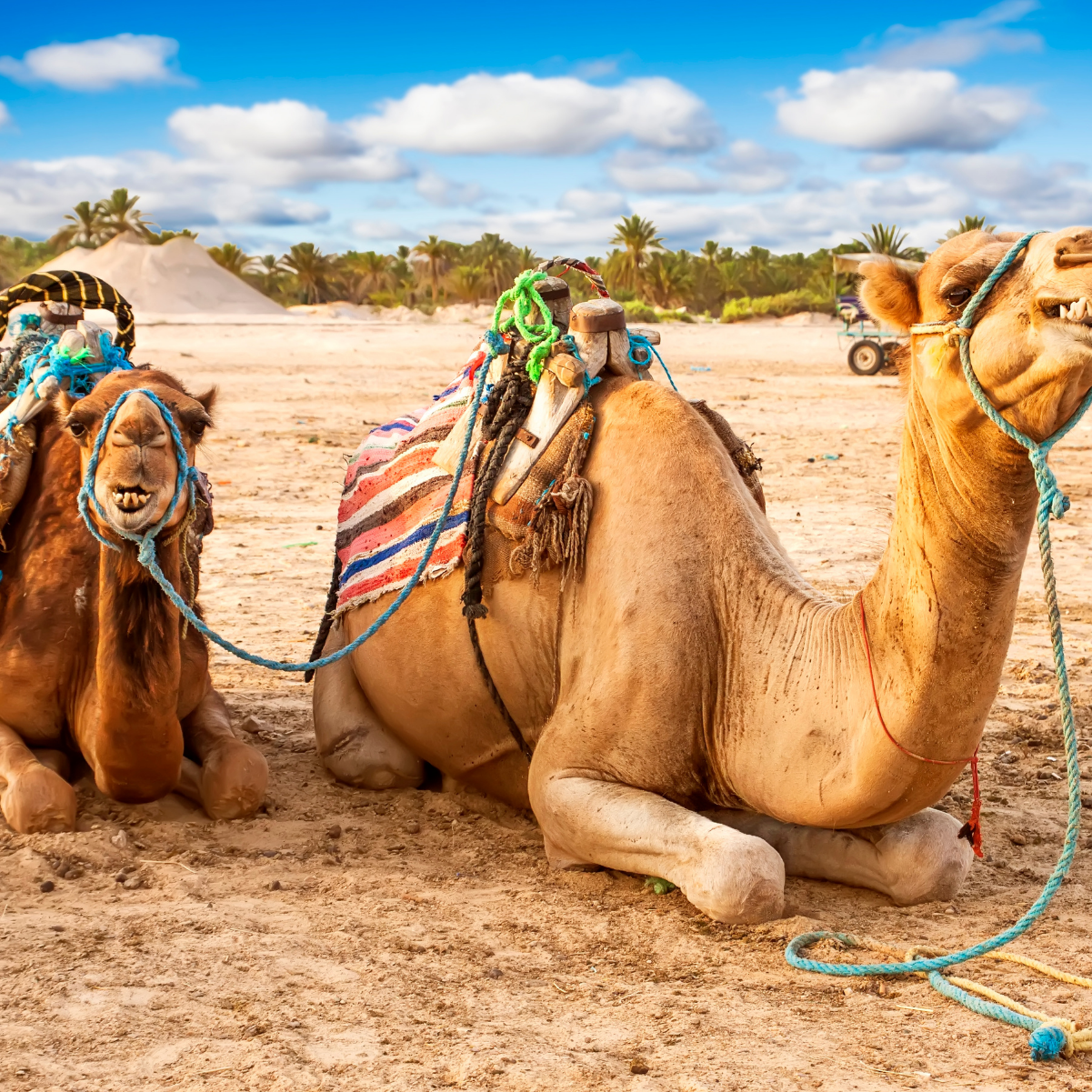 Organiser son voyage en Tunisie Organiser son voyage en Tunisie