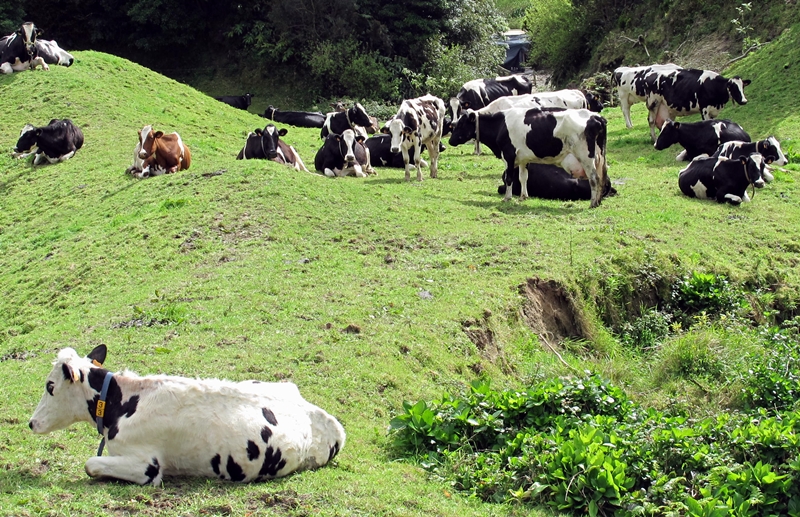 La case de l'Oncle Dom : à chacun son métier et les vache(rie)s seront bien gardées !