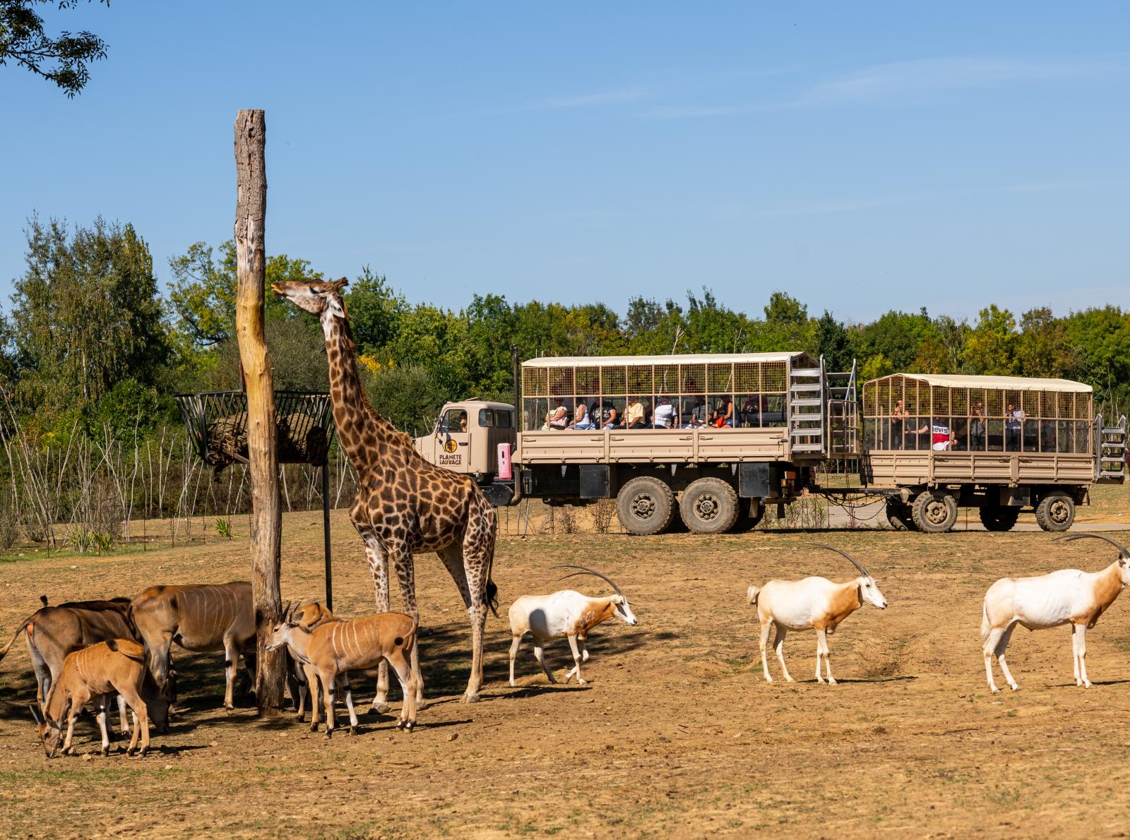 Safari en véhicule 4x4 (©Planète Sauvage Stéphane Leludec) Safari en véhicule 4x4 (©Planète Sauvage Stéphane Leludec)