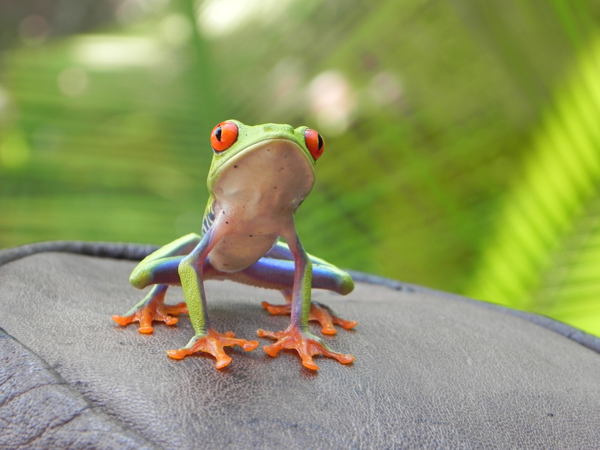 © Karina Poirot / La grenouille emblématique du Costa Rica © Karina Poirot / La grenouille emblématique du Costa Rica