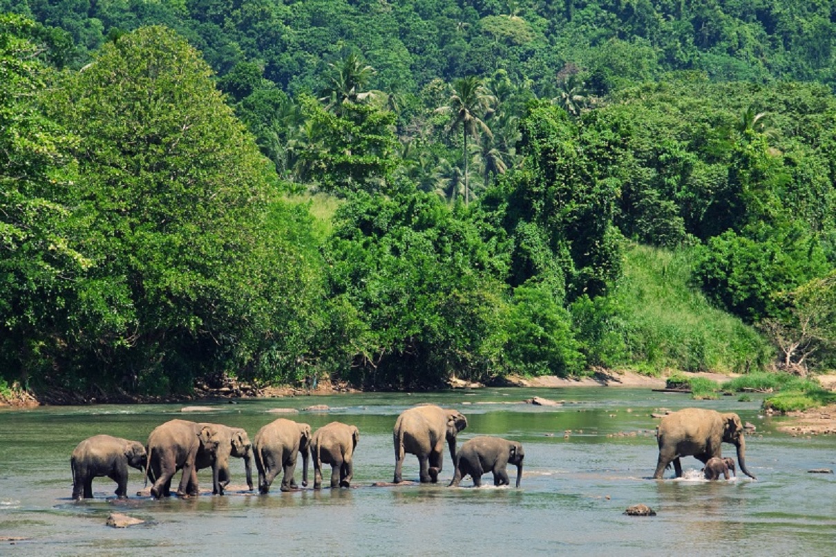 Sri Lanka : plus besoin de test avant l'embarquement pour les voyageurs vaccinés - DR Depositphotos.com