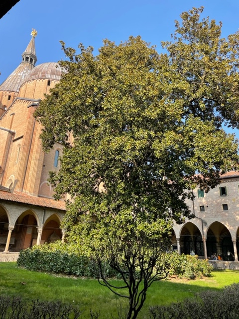 Le cloitre de la basilique Saint Antoine et son magniolia (photo C.H)