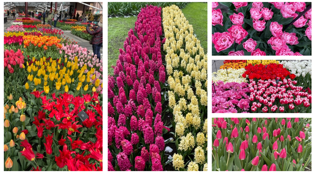 Le parc Keukenhof à Amsterdam, paradis des fleurs