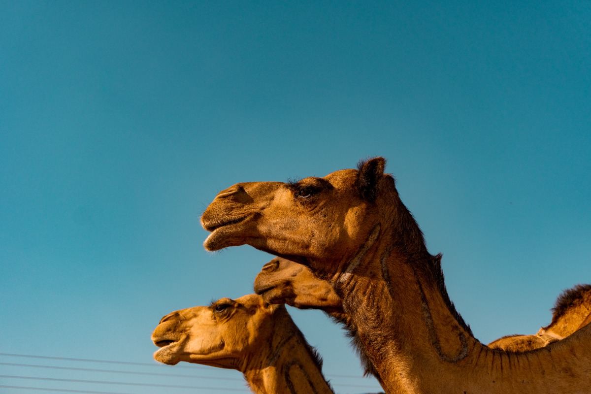 © Sulthan Auliya - Unsplash