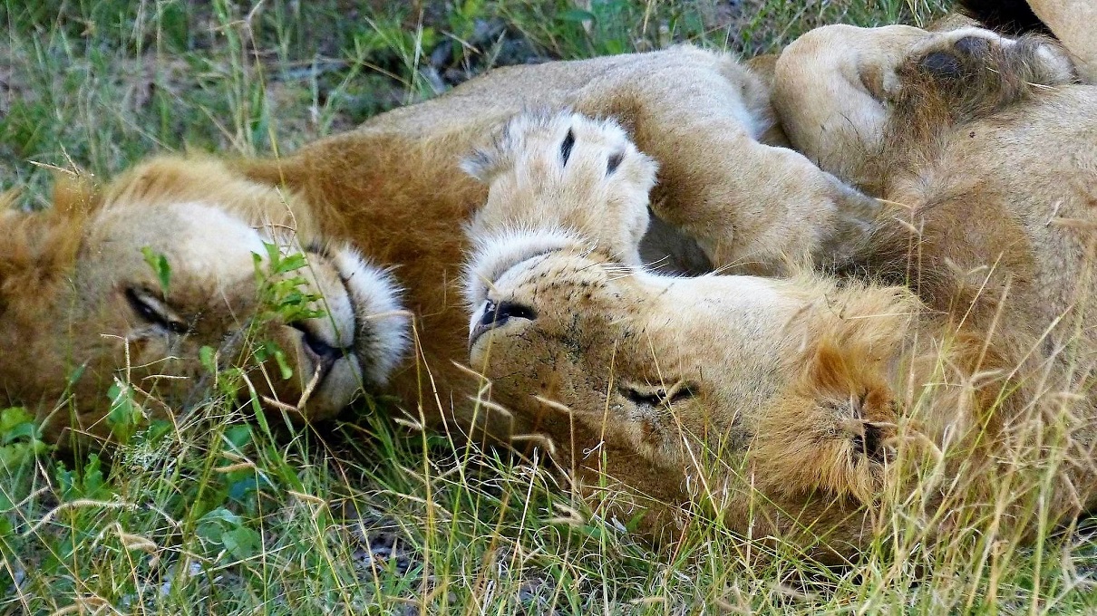 Les lions n’ont pas de sommeil profond et reste toujours à l’aguet : le véhicule est à l'arrêt, loin de l'animal et lui laisse une issue de secours. Ici : Safari en Afrique du Sud © Voyage Sauvage
