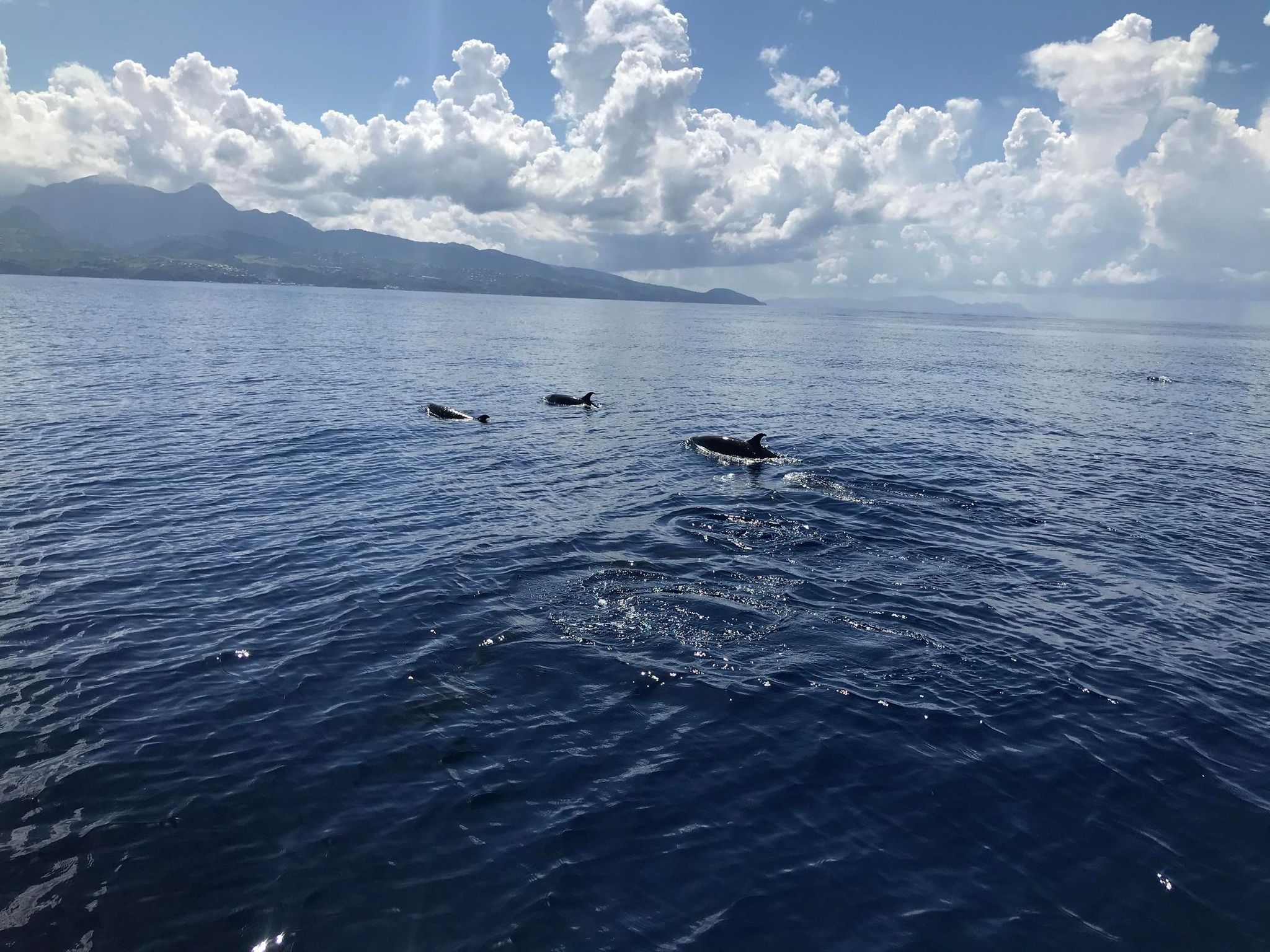 Les dauphins choisissent de s'approcher ou non du bateau, qui se place côté côte&nbsp;pour que les animaux puissent aller vers le large.  Ici : Navigation en Martinique © Voyage Sauvage