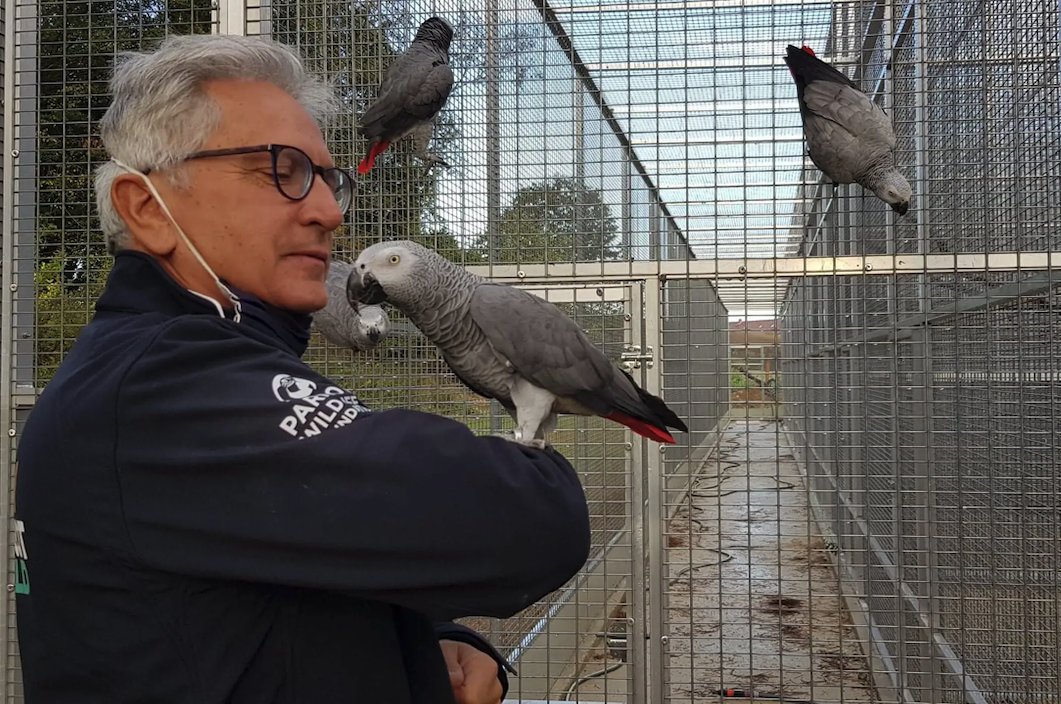 Eric Vignot, un passionné de perroquets - DR