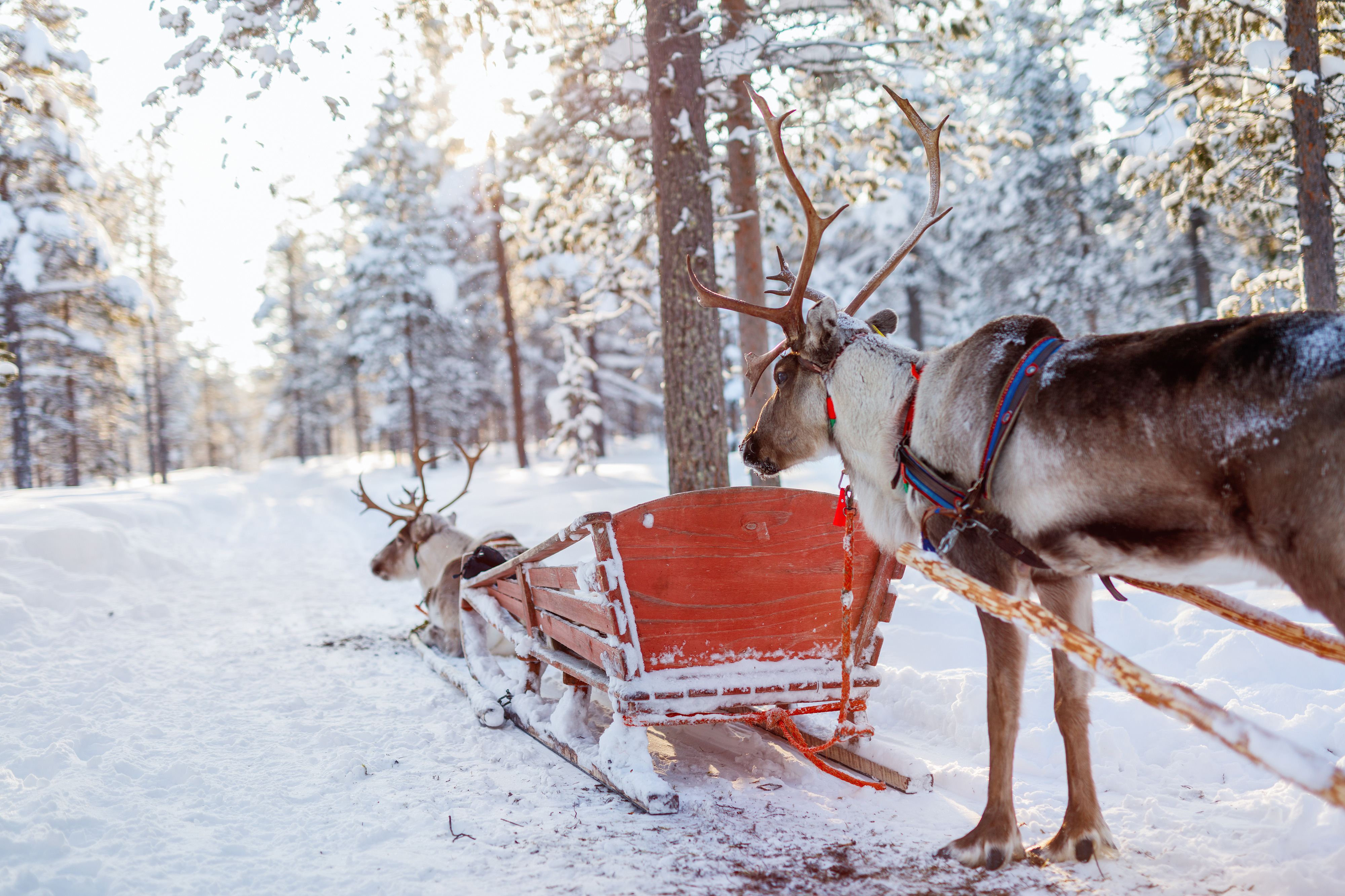 La brochure Laponie Finlandaise Hiver 2022 - 2023 de La Française des Circuits est en ligne - Crédit photo jetset voyages