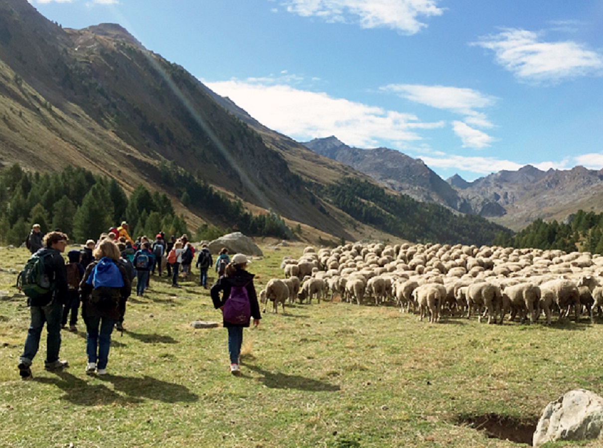 Parmi ses séjours, Cap Monde propose de suivre la transhumance, "qui défend les saveurs naturelles et garantit la biodiversité, dans un développement assurément durable" - crédit : Cap Monde