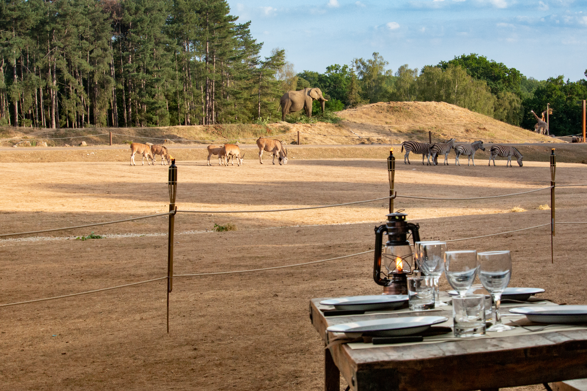 L'apéritif est servi face aux animaux qui se sont réunis (©Thoiry)