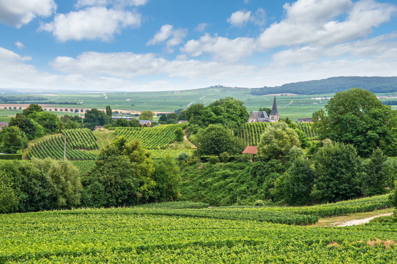 Le vignoble de Champagne de la Montagne de Reims (©DepositPhoto)