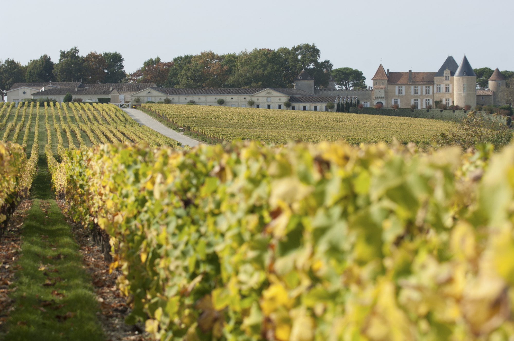 Vignoble de Sauternes autour du Château Yquem (©DR)