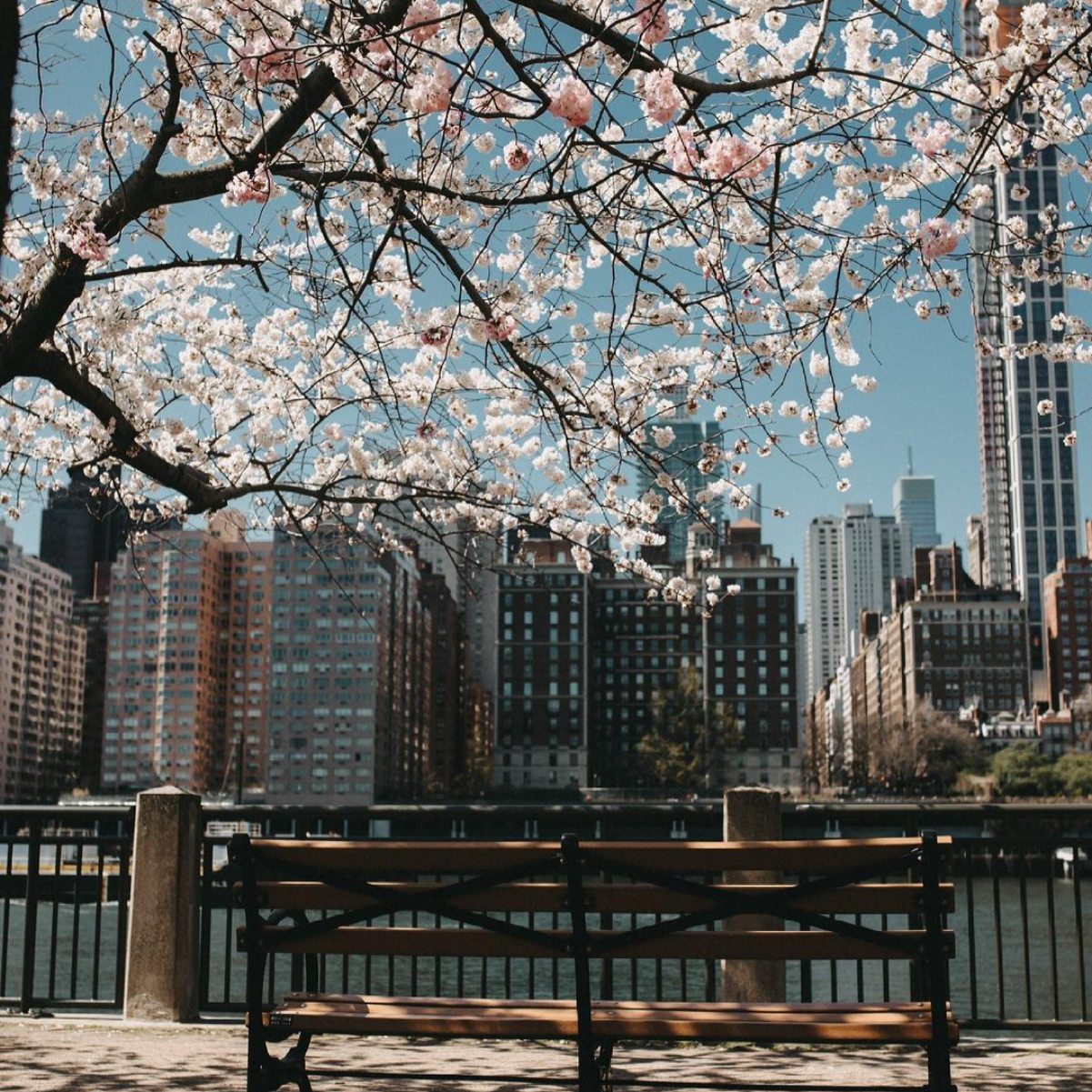 Roosevelt Island - Instagram @ snovamasha