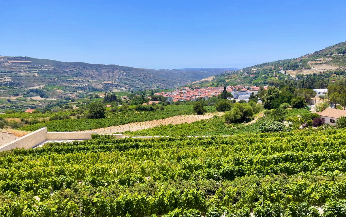 Des étendues de vignes à perte de vue au pied du massif du Troodos et avec lesquelles on produit, notamment, Le commandaria, vin doux à la robe ambrée /crédit JDL