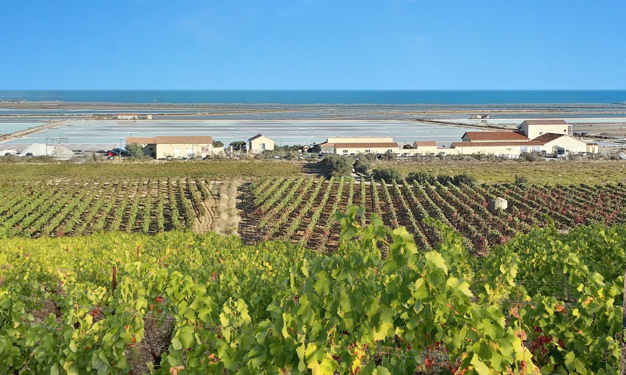 Les vignobles méditerranéens du Languedoc (©CRTL Occitanie)