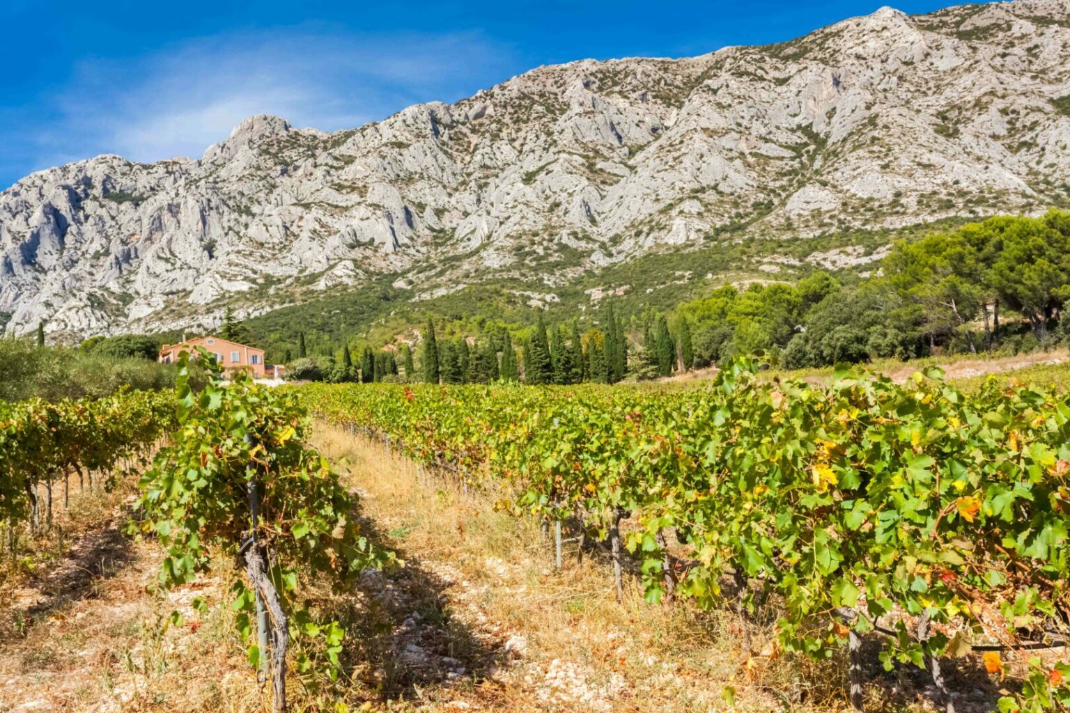 Vignobles autour d'Aix-en-Provence (©Laura Winelist)