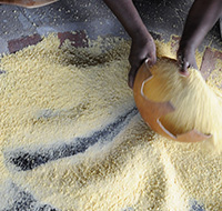 © JeHayctguyane - Préparation du couac (manioc)