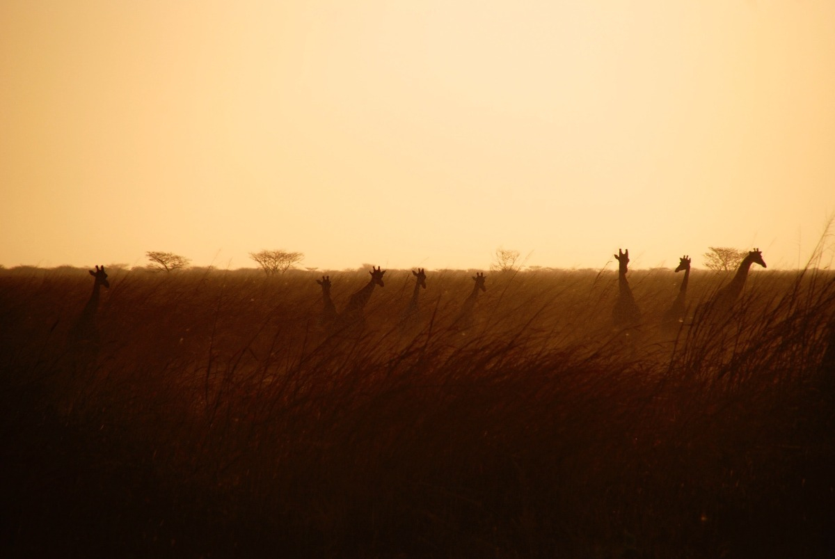 © Martin Fennema - Waza National Park