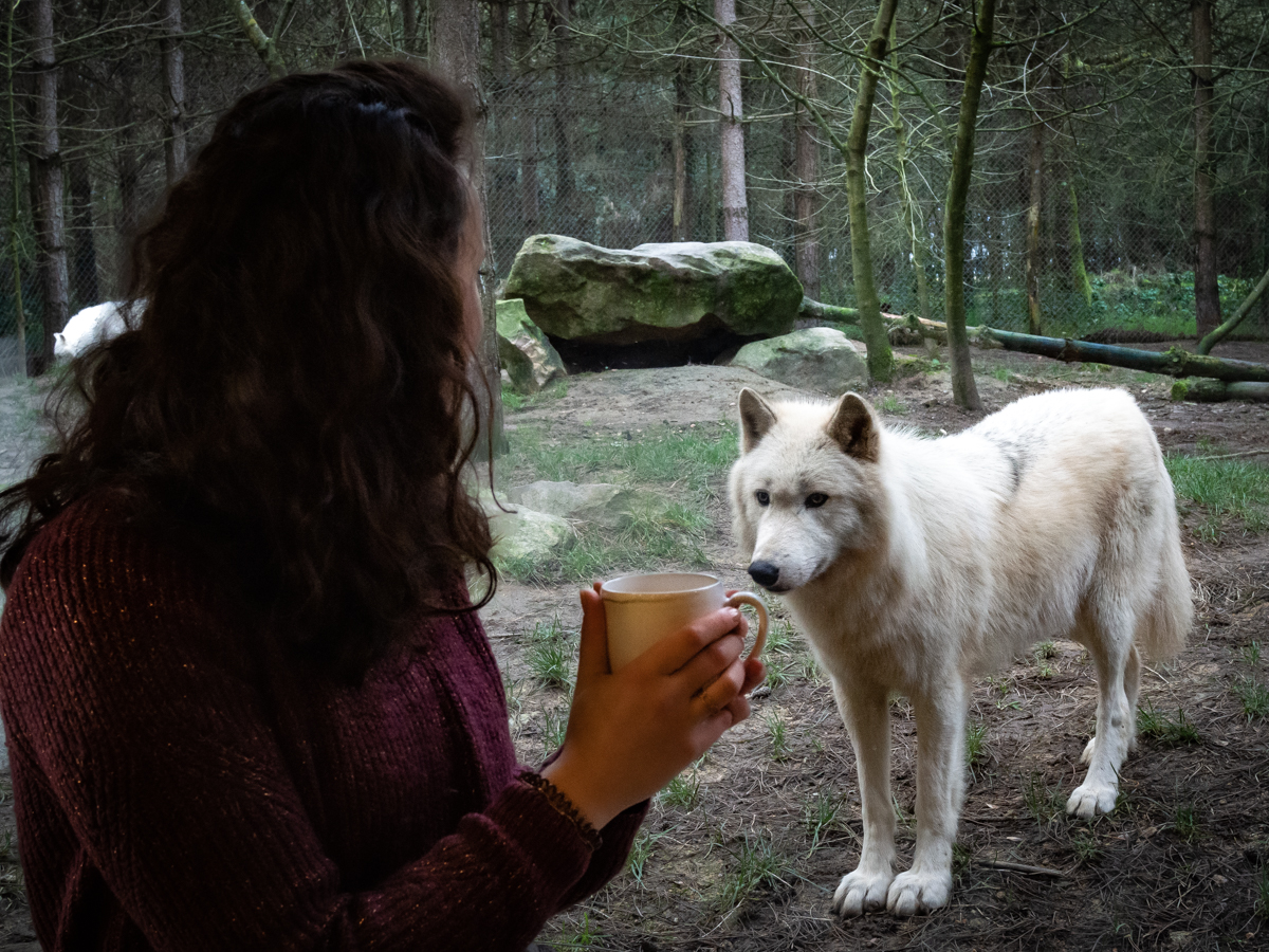 Pouvoir passer une nuit à proximité des loups du Canada (©Legendia Parc)