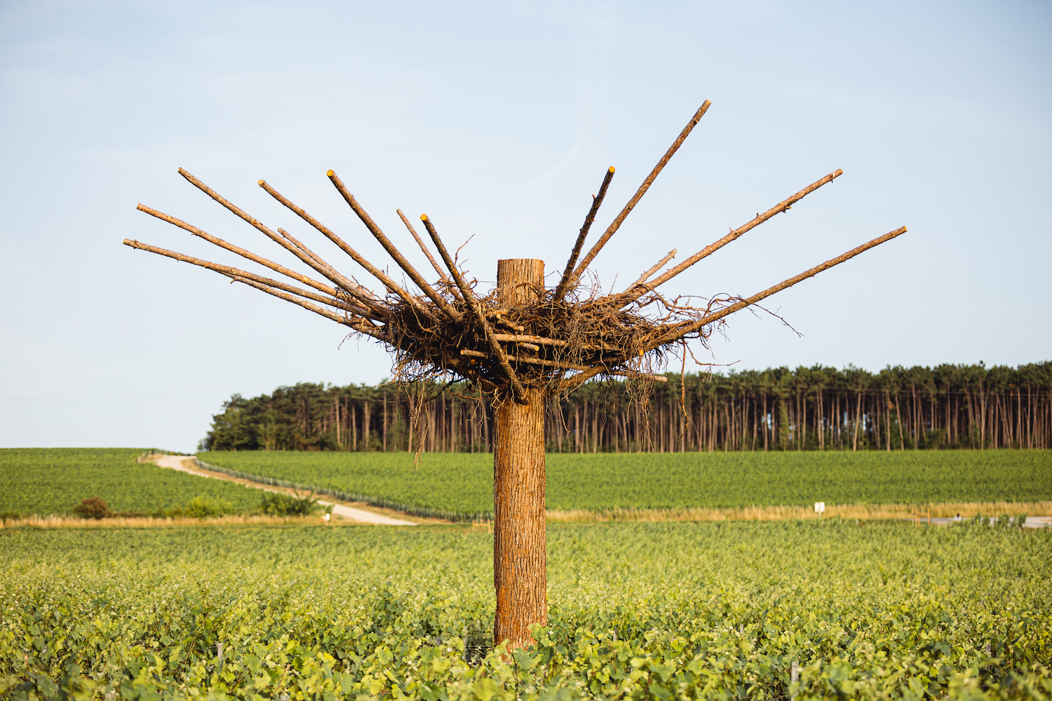 Habitats, une oeuvre contemporaine de Nils Udo (©Maison Ruinart)