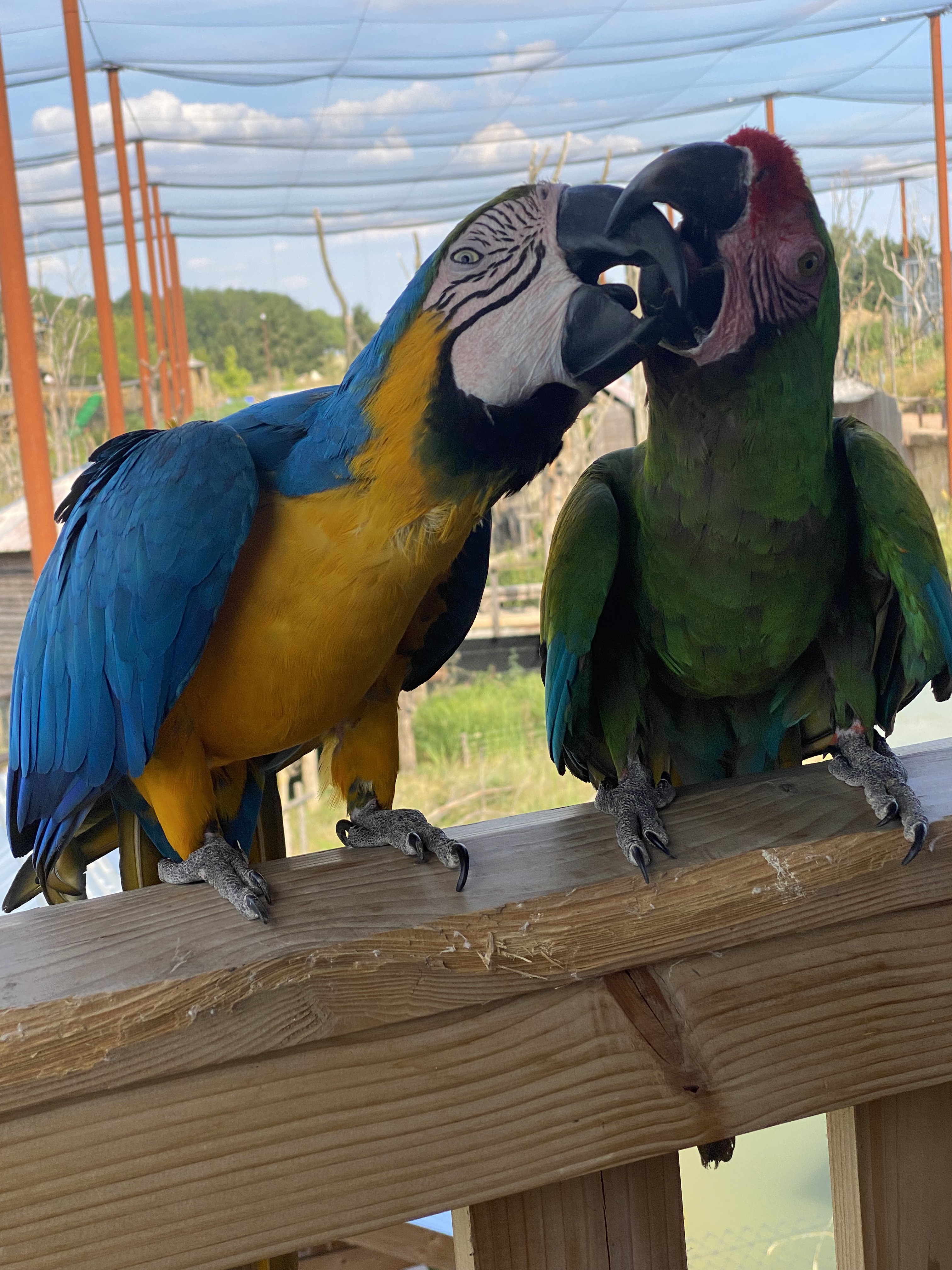 Les perroquets s'approchent sans complexe des lodges ouverts sur le parc (©BC) Les perroquets s'approchent sans complexe des lodges ouverts sur le parc (©BC)