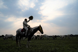 Plaines de l’Orénoque. Photo Jean Pierre Contreras
